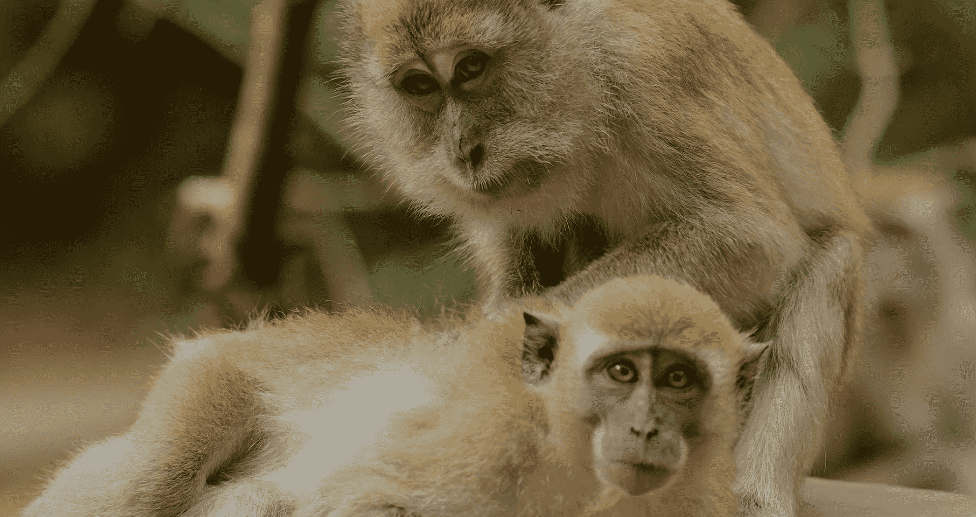 cynomolgus macaques are most commonly used in scientific research