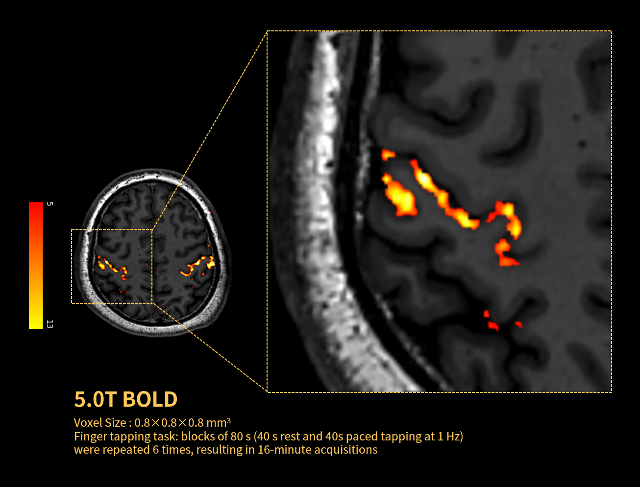 5.0T high-resolution BOLD